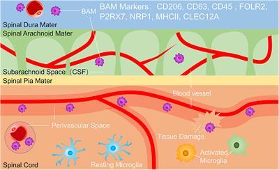 Current Knowledge of Microglia in Traumatic Spinal Cord Injury